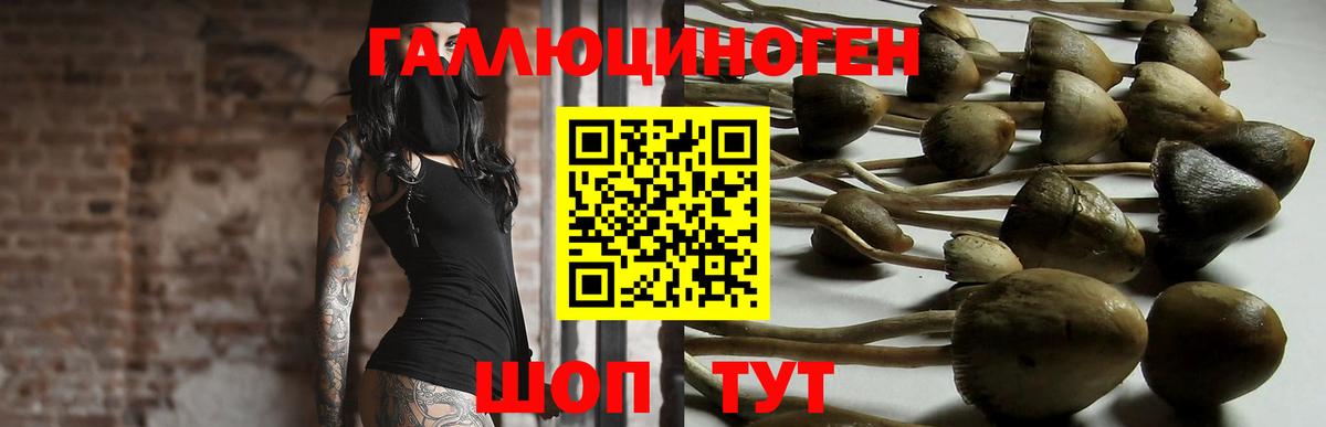 Галлюциногенные грибы Psilocybine cubensis  Вход с VPN  Псилоцибиновые грибы мицелий  Губкинский 